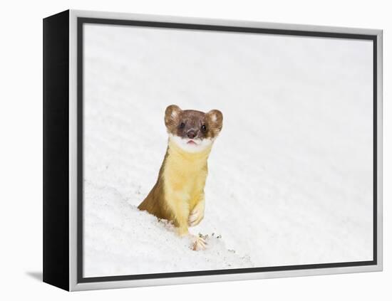 Wyoming, Sublette County, Summer Coat Long Tailed Weasel in Snowdrift-Elizabeth Boehm-Framed Premier Image Canvas