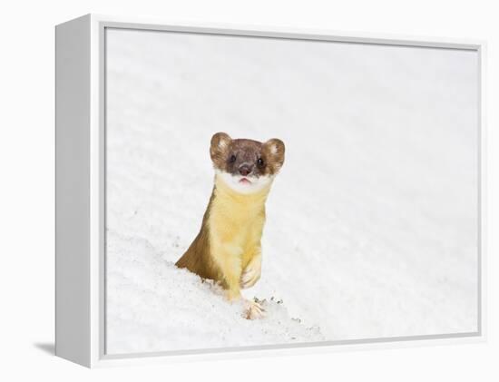 Wyoming, Sublette County, Summer Coat Long Tailed Weasel in Snowdrift-Elizabeth Boehm-Framed Premier Image Canvas
