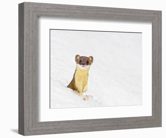 Wyoming, Sublette County, Summer Coat Long Tailed Weasel in Snowdrift-Elizabeth Boehm-Framed Photographic Print