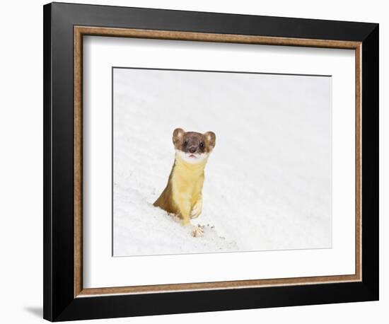 Wyoming, Sublette County, Summer Coat Long Tailed Weasel in Snowdrift-Elizabeth Boehm-Framed Photographic Print