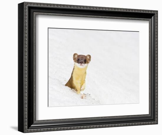 Wyoming, Sublette County, Summer Coat Long Tailed Weasel in Snowdrift-Elizabeth Boehm-Framed Photographic Print