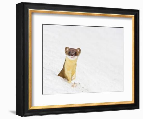 Wyoming, Sublette County, Summer Coat Long Tailed Weasel in Snowdrift-Elizabeth Boehm-Framed Photographic Print