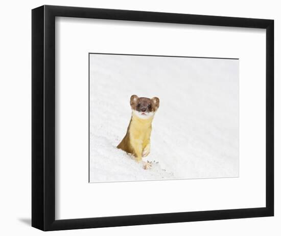 Wyoming, Sublette County, Summer Coat Long Tailed Weasel in Snowdrift-Elizabeth Boehm-Framed Photographic Print