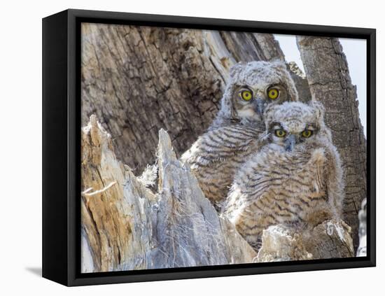 Wyoming, Sublette County. Two Great Horned Owl chicks sitting on the edge of a Cottonwood Tree snag-Elizabeth Boehm-Framed Premier Image Canvas