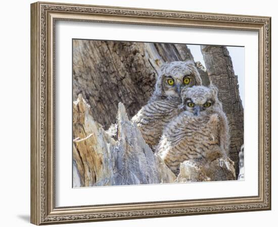 Wyoming, Sublette County. Two Great Horned Owl chicks sitting on the edge of a Cottonwood Tree snag-Elizabeth Boehm-Framed Photographic Print