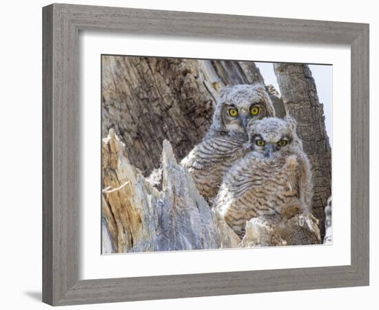 Wyoming, Sublette County. Two Great Horned Owl chicks sitting on the edge of a Cottonwood Tree snag-Elizabeth Boehm-Framed Photographic Print