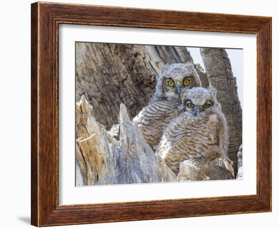 Wyoming, Sublette County. Two Great Horned Owl chicks sitting on the edge of a Cottonwood Tree snag-Elizabeth Boehm-Framed Photographic Print