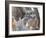 Wyoming, Sublette County. Two Great Horned Owl chicks sitting on the edge of a Cottonwood Tree snag-Elizabeth Boehm-Framed Photographic Print