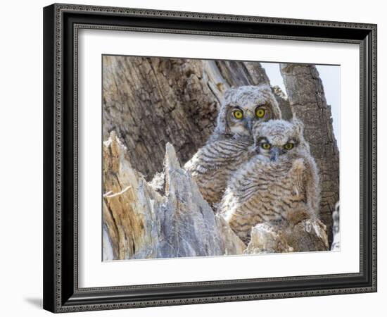 Wyoming, Sublette County. Two Great Horned Owl chicks sitting on the edge of a Cottonwood Tree snag-Elizabeth Boehm-Framed Photographic Print