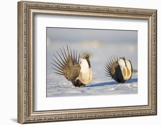 Wyoming, Sublette County. Two Greater Sage Grouse males strut in the snow during March.-Elizabeth Boehm-Framed Photographic Print