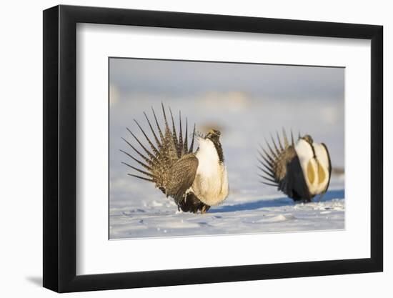 Wyoming, Sublette County. Two Greater Sage Grouse males strut in the snow during March.-Elizabeth Boehm-Framed Photographic Print