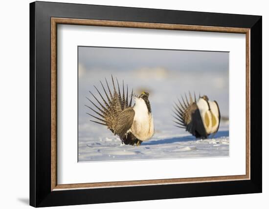 Wyoming, Sublette County. Two Greater Sage Grouse males strut in the snow during March.-Elizabeth Boehm-Framed Photographic Print