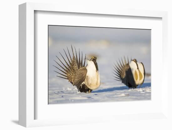 Wyoming, Sublette County. Two Greater Sage Grouse males strut in the snow during March.-Elizabeth Boehm-Framed Photographic Print