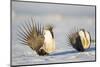 Wyoming, Sublette County. Two Greater Sage Grouse males strut in the snow during March.-Elizabeth Boehm-Mounted Photographic Print