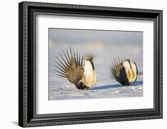 Wyoming, Sublette County. Two Greater Sage Grouse males strut in the snow during March.-Elizabeth Boehm-Framed Photographic Print