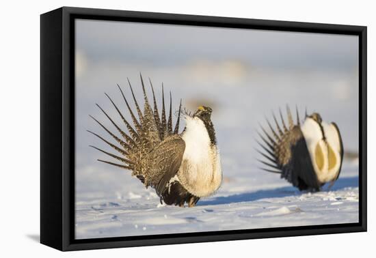Wyoming, Sublette County. Two Greater Sage Grouse males strut in the snow during March.-Elizabeth Boehm-Framed Premier Image Canvas