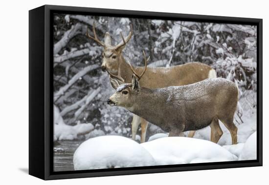 Wyoming, Sublette County, Two Mule Deer Bucks Come to a River Crossing in a Winter Snowstorm-Elizabeth Boehm-Framed Premier Image Canvas