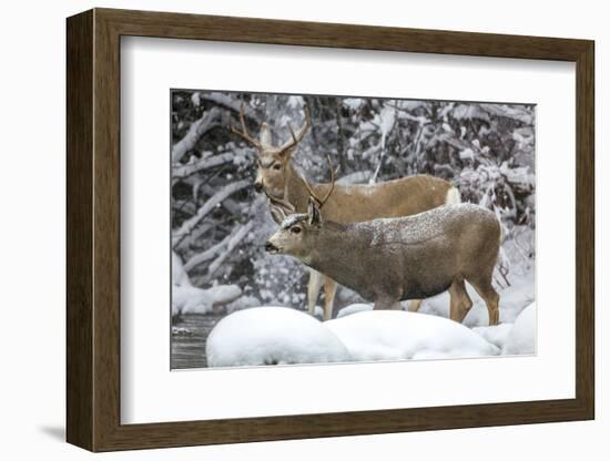 Wyoming, Sublette County, Two Mule Deer Bucks Come to a River Crossing in a Winter Snowstorm-Elizabeth Boehm-Framed Photographic Print