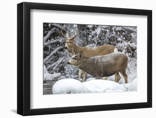 Wyoming, Sublette County, Two Mule Deer Bucks Come to a River Crossing in a Winter Snowstorm-Elizabeth Boehm-Framed Photographic Print