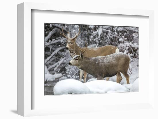 Wyoming, Sublette County, Two Mule Deer Bucks Come to a River Crossing in a Winter Snowstorm-Elizabeth Boehm-Framed Photographic Print