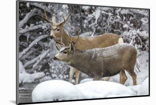 Wyoming, Sublette County, Two Mule Deer Bucks Come to a River Crossing in a Winter Snowstorm-Elizabeth Boehm-Mounted Photographic Print