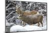 Wyoming, Sublette County, Two Mule Deer Bucks Come to a River Crossing in a Winter Snowstorm-Elizabeth Boehm-Mounted Photographic Print