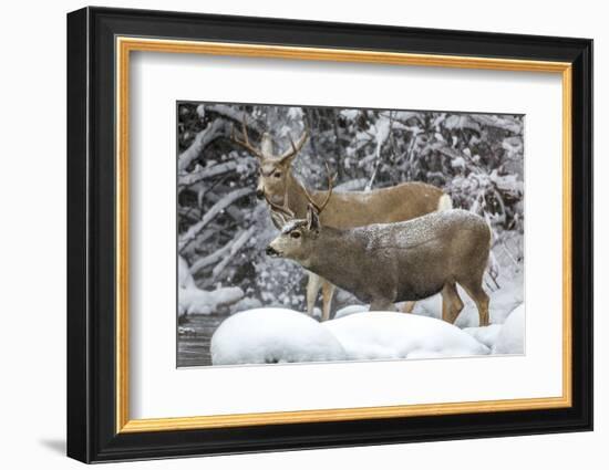 Wyoming, Sublette County, Two Mule Deer Bucks Come to a River Crossing in a Winter Snowstorm-Elizabeth Boehm-Framed Photographic Print