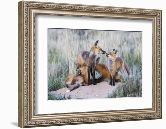 Wyoming, Sublette County. Two red fox kits nurse their mother-Elizabeth Boehm-Framed Photographic Print