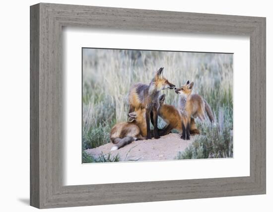 Wyoming, Sublette County. Two red fox kits nurse their mother-Elizabeth Boehm-Framed Photographic Print