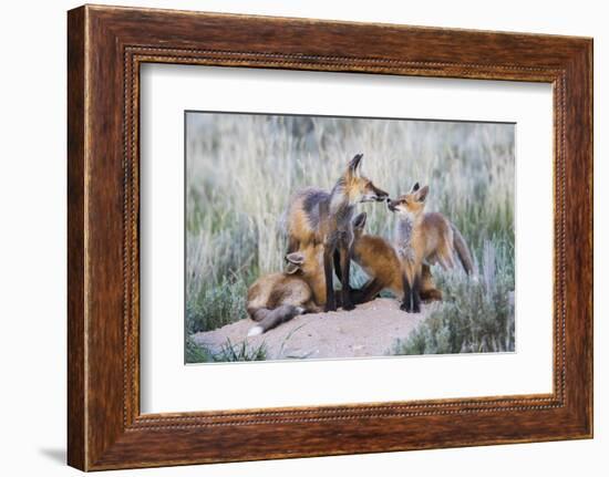 Wyoming, Sublette County. Two red fox kits nurse their mother-Elizabeth Boehm-Framed Photographic Print