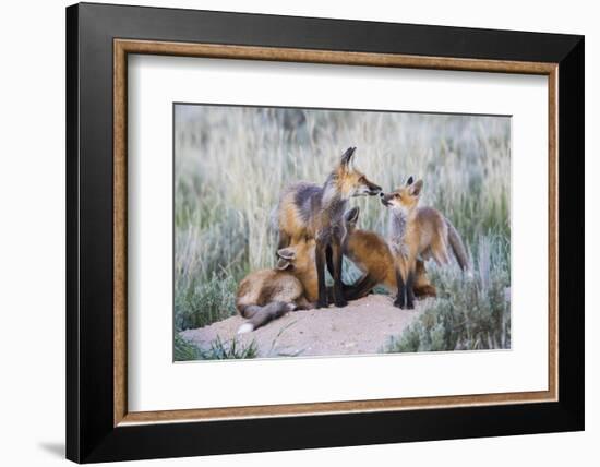 Wyoming, Sublette County. Two red fox kits nurse their mother-Elizabeth Boehm-Framed Photographic Print