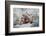 Wyoming, Sublette County. Two red fox kits nurse their mother-Elizabeth Boehm-Framed Photographic Print