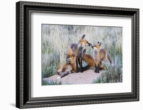 Wyoming, Sublette County. Two red fox kits nurse their mother-Elizabeth Boehm-Framed Photographic Print