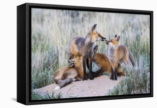 Wyoming, Sublette County. Two red fox kits nurse their mother-Elizabeth Boehm-Framed Premier Image Canvas