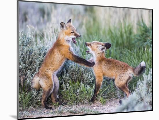 Wyoming, Sublette County. Two red fox kits playing in the sage brush near their den-Elizabeth Boehm-Mounted Photographic Print