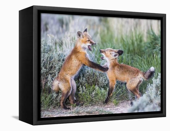 Wyoming, Sublette County. Two red fox kits playing in the sage brush near their den-Elizabeth Boehm-Framed Premier Image Canvas