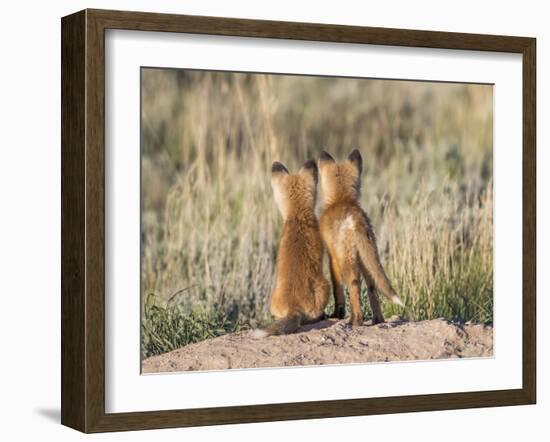 Wyoming, Sublette County. Two young fox kits watch from their den for a parent-Elizabeth Boehm-Framed Photographic Print