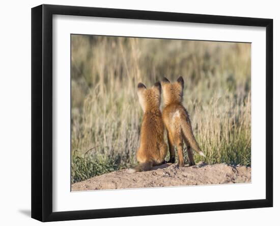 Wyoming, Sublette County. Two young fox kits watch from their den for a parent-Elizabeth Boehm-Framed Photographic Print