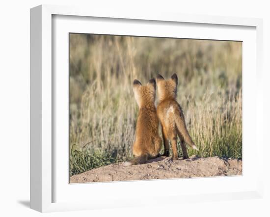 Wyoming, Sublette County. Two young fox kits watch from their den for a parent-Elizabeth Boehm-Framed Photographic Print