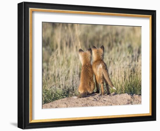 Wyoming, Sublette County. Two young fox kits watch from their den for a parent-Elizabeth Boehm-Framed Photographic Print