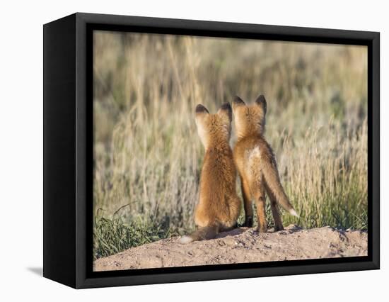 Wyoming, Sublette County. Two young fox kits watch from their den for a parent-Elizabeth Boehm-Framed Premier Image Canvas