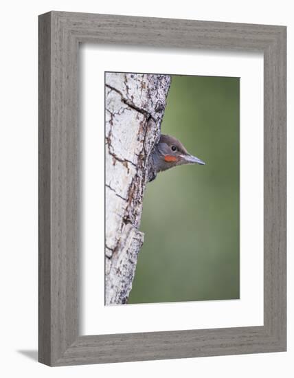 Wyoming, Sublette County. Young male Northern Flicker peering from it's nest cavity-Elizabeth Boehm-Framed Photographic Print