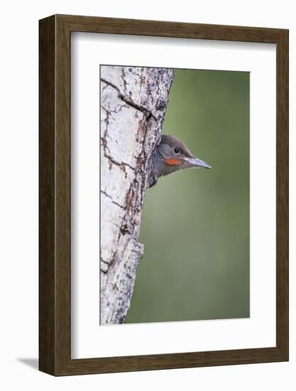 Wyoming, Sublette County. Young male Northern Flicker peering from it's nest cavity-Elizabeth Boehm-Framed Photographic Print