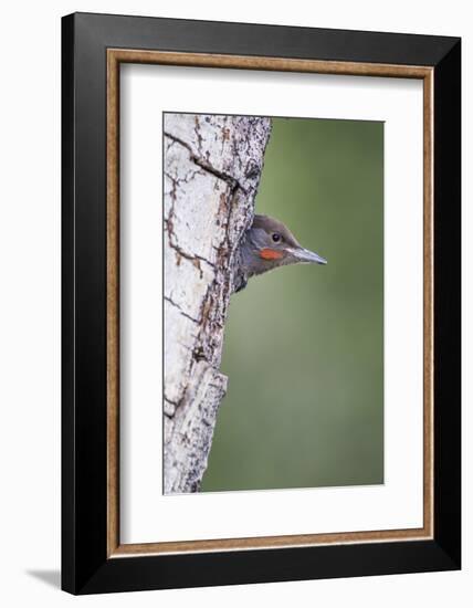 Wyoming, Sublette County. Young male Northern Flicker peering from it's nest cavity-Elizabeth Boehm-Framed Photographic Print