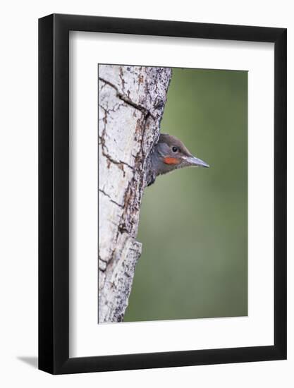 Wyoming, Sublette County. Young male Northern Flicker peering from it's nest cavity-Elizabeth Boehm-Framed Photographic Print