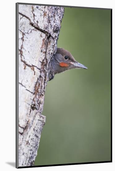 Wyoming, Sublette County. Young male Northern Flicker peering from it's nest cavity-Elizabeth Boehm-Mounted Photographic Print