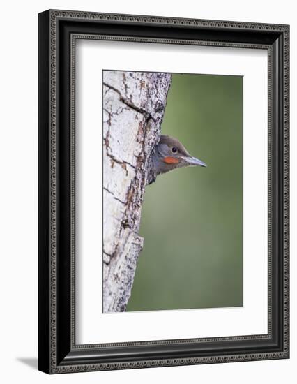 Wyoming, Sublette County. Young male Northern Flicker peering from it's nest cavity-Elizabeth Boehm-Framed Photographic Print