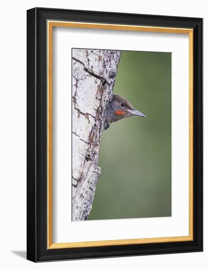 Wyoming, Sublette County. Young male Northern Flicker peering from it's nest cavity-Elizabeth Boehm-Framed Photographic Print