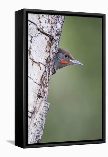 Wyoming, Sublette County. Young male Northern Flicker peering from it's nest cavity-Elizabeth Boehm-Framed Premier Image Canvas