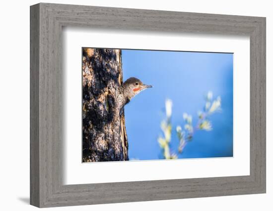 Wyoming, Sublette County. Young male Northern Flicker peering from it's nest cavity-Elizabeth Boehm-Framed Photographic Print